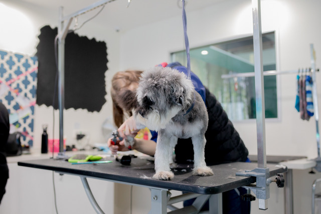 A small dog standing on a table as their toetails clipped in a dog grooming setting