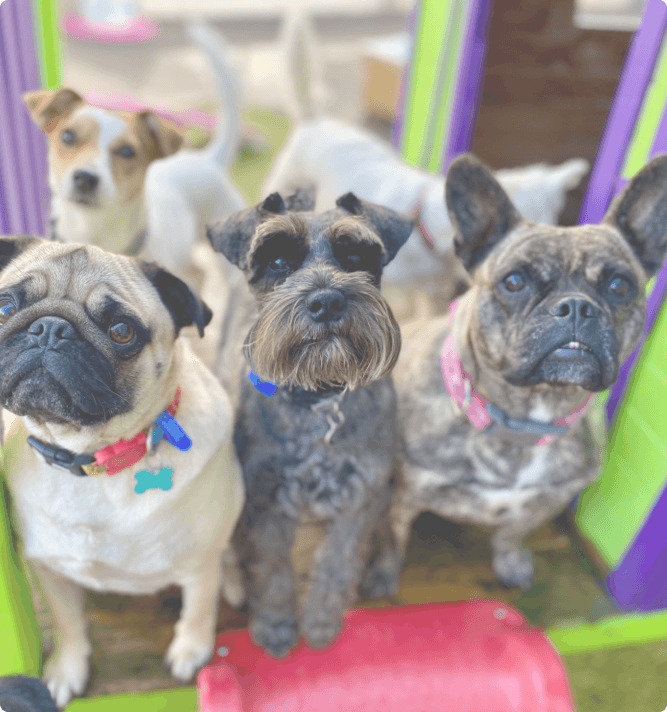 three small dogs sat next to each other on a piece of play equipment