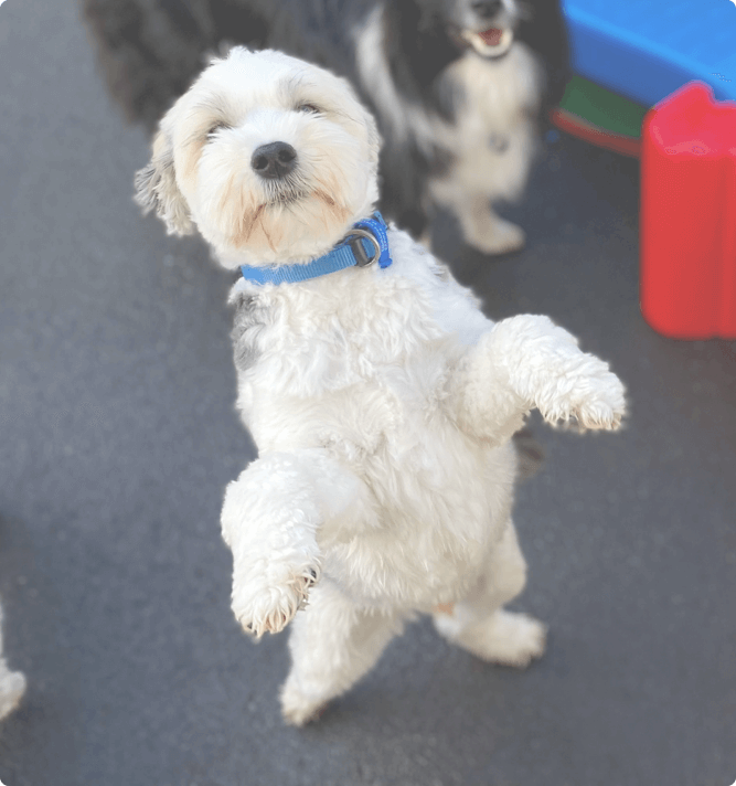 a small white dog stands on its back legs