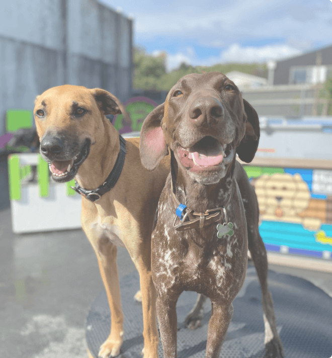 two dogs standing next to each other in sunshine looking happy