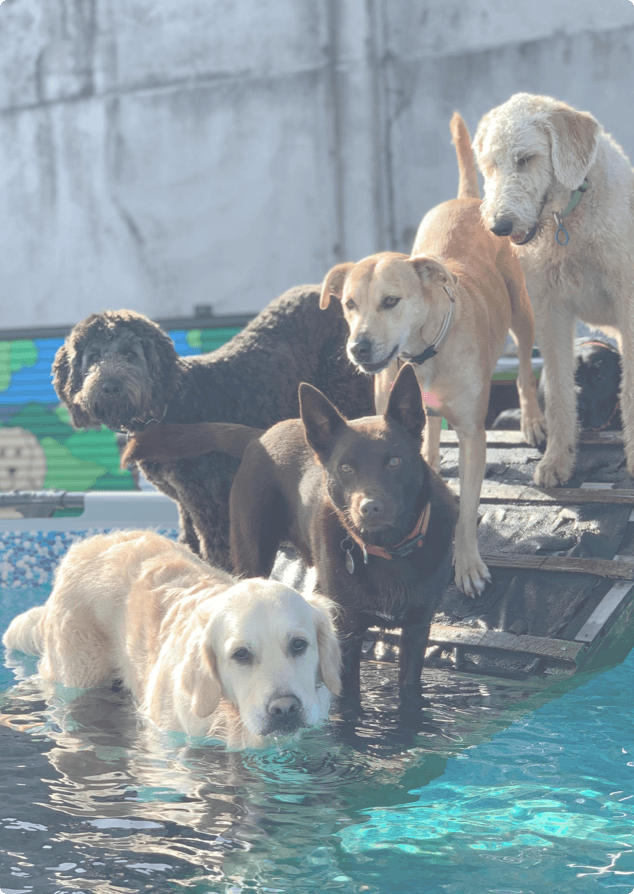 five dogs standing on a piece of wood that leads down to a swimming pool
